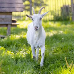 Una cabra blanca con cuernos en un campo verde cerca de Kinrooi, Limburgo, Bélgica, cerca de una valla.