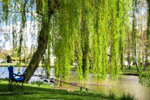 Attrezzatura da pesca sotto un salice accanto a un lago nell’area verde di Kinrooi, Limburg, Belgio.