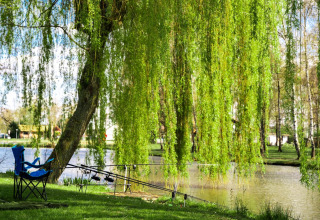 Attrezzatura da pesca sotto un salice accanto a un lago nell’area verde di Kinrooi, Limburg, Belgio.