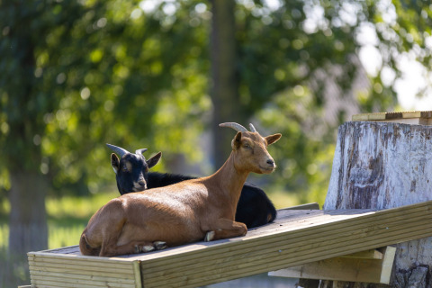 Dos cabras descansando sobre una plataforma de madera al sol en Camping Papillon, Limburgo belga, Bélgica.