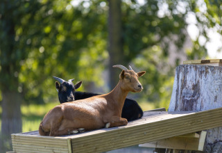 Dos cabras descansando sobre una plataforma de madera al sol en Camping Papillon, Limburgo belga, Bélgica.