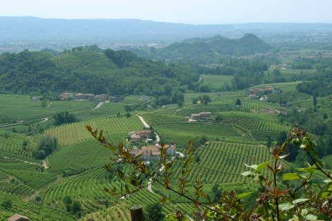Scenic view of rolling vineyards and green hills near Camping Pra'delle Torri in Veneto, Italy, on a sunny day.