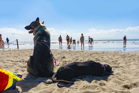 Dos perros descansan en la playa de arena en Camping Village Cavallino, Véneto, Italia, junto a personas en el mar.
