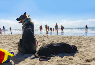 To hunde sidder og ligger på stranden ved Camping Village Cavallino i Veneto, Italien, med mennesker i baggrunden.