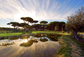 Sunset shining over a pond with pine trees at Camping Village Roma Capitol holiday park in Tuscany, Italy.