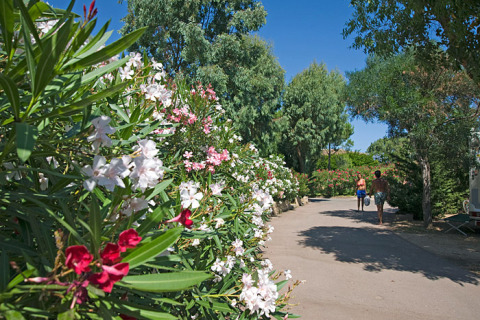 Een zonnig wandelpad bij Centro Vacanze Isuledda, Sardinië, omringd door bloemenstruiken en bomen.