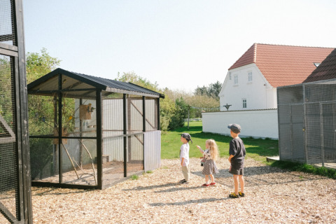 Kinder beobachten Vögel in einem Gehege im Løkken Klit Campingpark in Nordjütland, Dänemark.