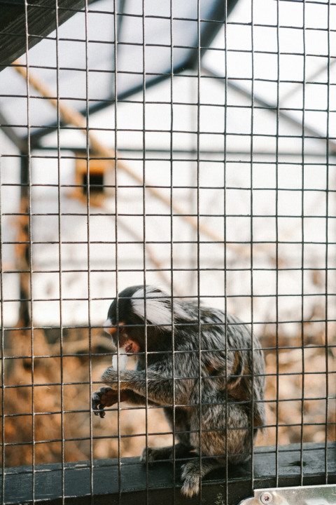 A small monkey with white fur on its head sits behind a wire fence in an enclosure near Løkken, Denmark.