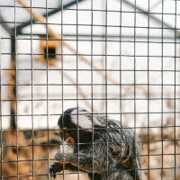 Ein kleiner Affe mit weißem Kopf sitzt hinter einem Gitter in einem Gehege bei Løkken, Nordjütland.