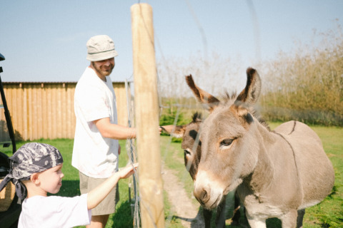 Un hombre y un niño alimentan a dos burros a través de una cerca en Løkken Klit Camping, Jutlandia del Norte, Dinamarca.
