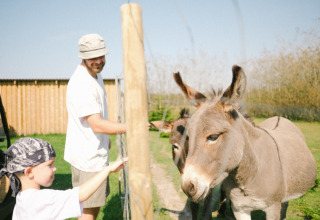 Un hombre y un niño alimentan a dos burros a través de una cerca en Løkken Klit Camping, Jutlandia del Norte, Dinamarca.