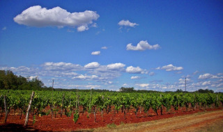 Viñedo de tierra roja cerca de Umag, Istria, Croacia, bajo un cielo azul con nubes blancas dispersas.