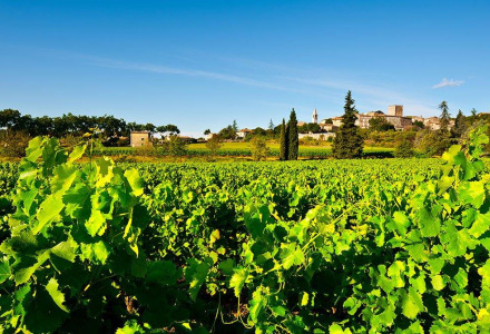 Vigneti vicino a Hauterives in Auvergne-Rhône-Alpes, Francia, con un villaggio sullo sfondo sotto cielo azzurro.