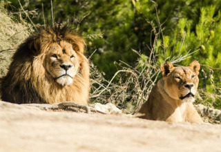 Una pareja de leones descansa junta bajo el sol cerca de Sigean, Occitania, Francia, rodeados de vegetación.