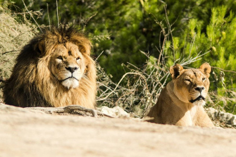 A pair of lions rests together in the sunlight near Sigean, Occitanie, France, surrounded by greenery.