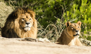 A pair of lions rests together in the sunlight near Sigean, Occitanie, France, surrounded by greenery.