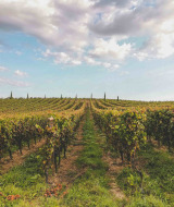 Vinmark under en blå himmel nær St Etienne de Villeréal i Nouvelle-Aquitaine, Frankrig, omgivet af grønt.