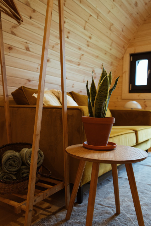 Indretning af en hyggelig glamping pod med trævægge, grøn plante på bord og blød gul sofa.