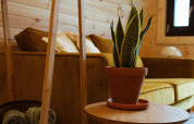 Indretning af en hyggelig glamping pod med trævægge, grøn plante på bord og blød gul sofa.