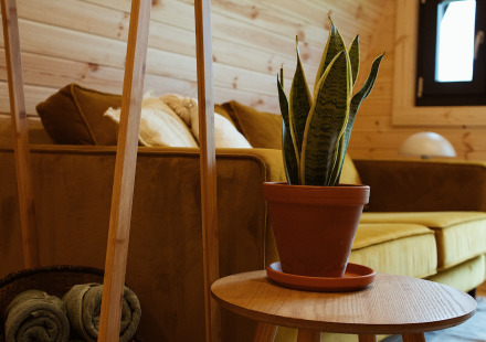Knusse inrichting van een glamping pod met houten wanden, plant op tafel en gele bank in beeld.