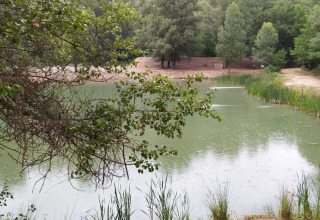 Udsigt over en lille sø omgivet af grønne træer, taget fra On stilts Lodge Confort ved Flower Camping La Rivière.
