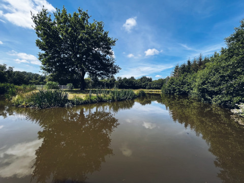 Ruhevolle Teichlandschaft mit Bäumen unter blauem Himmel bei Camping cottage by the pond, REBL Outdoor, Niederlande.