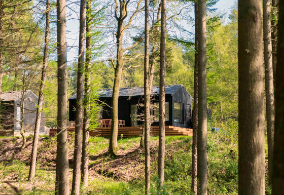 Koya Tiny Cabin te midden van hoge bomen in het bos bij Wilsumer Berge, Duitsland, in zonlicht.
