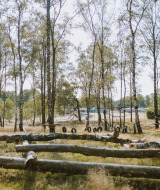 Vista di un parco giochi con tronchi e pneumatici in un villaggio turistico vicino a Wilsumer Berge, Bassa Sassonia, Germania.