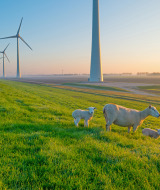 Grüne Wiese mit Schafen und Lämmern vor Windkraftanlagen bei Sonnenaufgang in einem Glamping-Park.