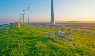 Ovejas y corderos pastando junto a aerogeneradores en un parque vacacional de glamping al amanecer.