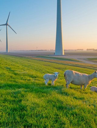 Ovejas y corderos pastando junto a aerogeneradores en un parque vacacional de glamping al amanecer.