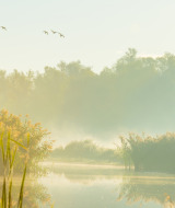 Mañana soleada junto a un lago en un parque de vacaciones, con cañas y árboles, ideal para glamping.