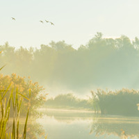 Mañana soleada junto a un lago en un parque de vacaciones, con cañas y árboles, ideal para glamping.