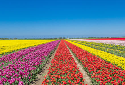 Campos de tulipanes coloridos cerca de Altforst, Gelderland, Países Bajos, bajo un cielo azul claro de primavera.