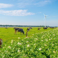 Prados verdes con vacas, plantas en flor y aerogeneradores cerca de Altforst, Gelderland, Países Bajos en un día soleado.