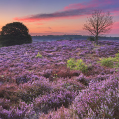 Prachtig paarse heideveld bij zonsondergang nabij een vakantiepark met glamping, kleurrijke lucht en bomen