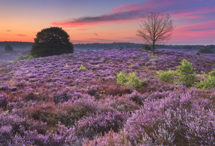 Prachtig paarse heideveld bij zonsondergang nabij een vakantiepark met glamping, kleurrijke lucht en bomen