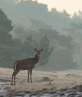 Hert, Veluwe, Gelderland, Nederland