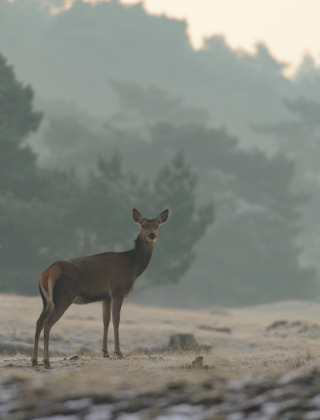 Hert, Veluwe, Gelderland, Nederland