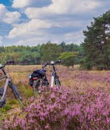 Paarse heide - Vodatent - Camping de Kuilen - Someren - Noord-Brabant - Nederland