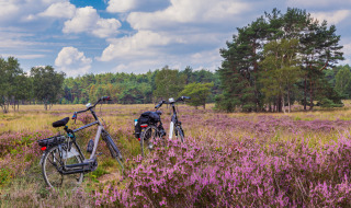 Paarse heide - Vodatent - Camping de Kuilen - Someren - Noord-Brabant - Nederland