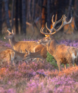 Kudde herten op de Hoge Veluwe, Gelderland, Nederland