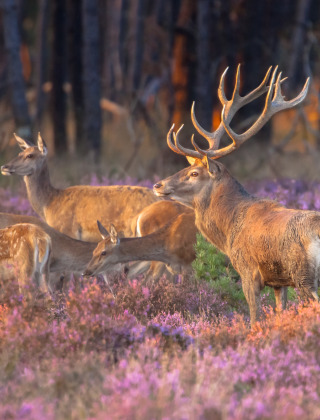 Manada de ciervos en el Hoge Veluwe, Güeldres, Países Bajos