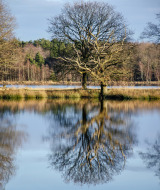 Árbol cerca del agua, Dwingeloo, Drenthe, Países Bajos.
