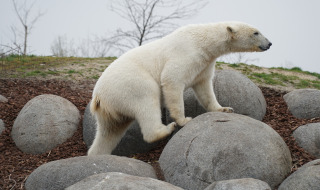 Ein Eisbär klettert über große Steine in einem Naturbereich eines Glamping-Ferienparks.