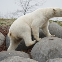 Oso polar escalando grandes rocas en la naturaleza de un parque vacacional con alojamiento glamping.