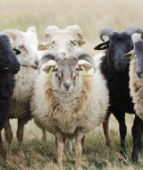 Ovejas en el Parque Nacional Dwingelderveld, Drenthe, Países Bajos