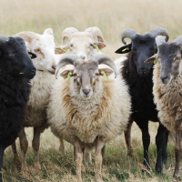 Ovejas en el Parque Nacional Dwingelderveld, Drenthe, Países Bajos