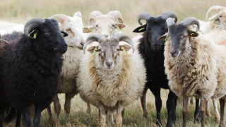 Schapen bij National Park Dwingelderveld, Drenthe, Nederland