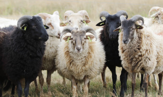 Ovejas en el Parque Nacional Dwingelderveld, Drenthe, Países Bajos